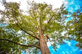 Best Root Management and Removal  in Othello, WA